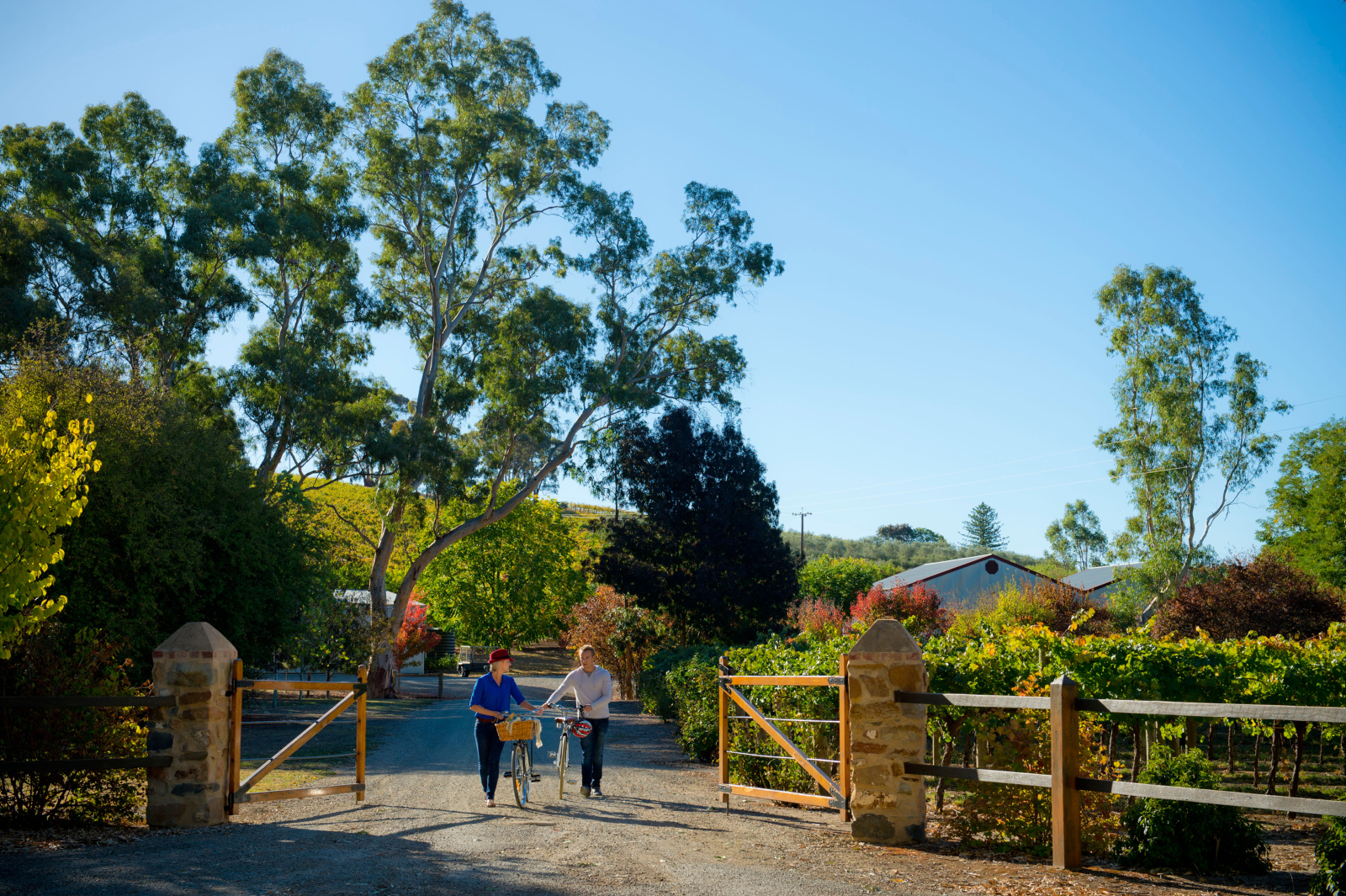 Clare Valley Riesling Trail Map How To Do The Riesling Trail In The Clare Valley - Clare Valley Tourism